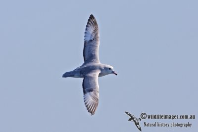 Southern Fulmar 8261.jpg