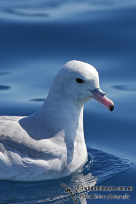 Southern Fulmar 8476.jpg