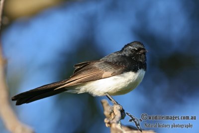 Willie Wagtail 1325.jpg