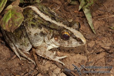 Grass Frog - Fejevarya limnocharis