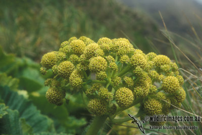 Macquarie Island Cabbage s0001.jpg