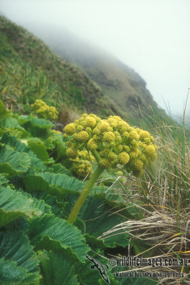 Macquarie Island Cabbage s0002.jpg