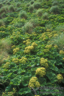Macquarie Island Cabbage s0003.jpg