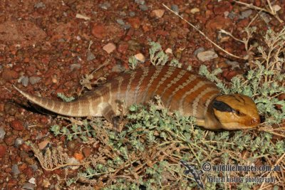 Tiliqua multifasciata 1556.jpg