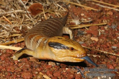 Tiliqua multifasciata 1563.jpg