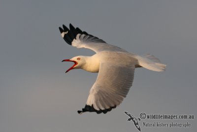 Silver Gull 6436