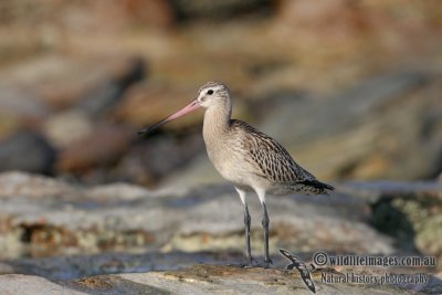 Bar-tailed Godwit 1524.jpg