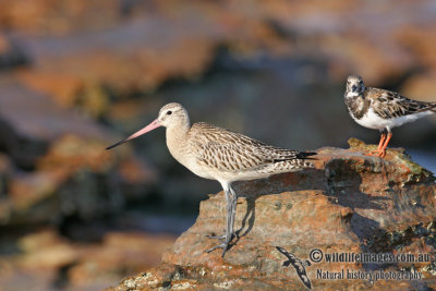 Bar-tailed Godwit 1538.jpg