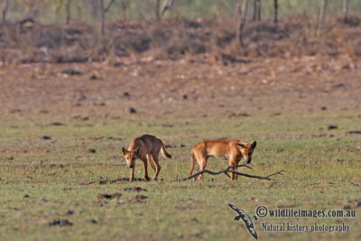 Australian Dingo 2398.jpg