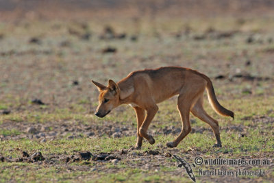 Australian Dingo 2419.jpg