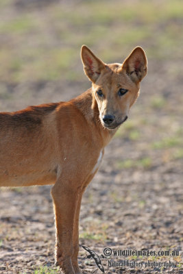 Australian Dingo 2447.jpg
