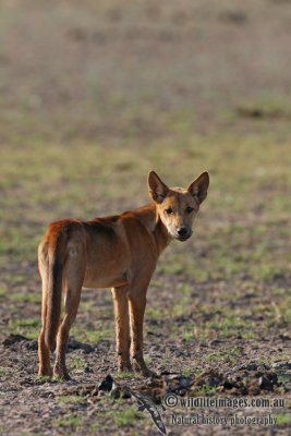 Australian Dingo 2454.jpg