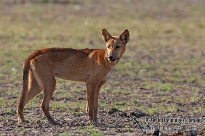 Australian Dingo 2463.jpg