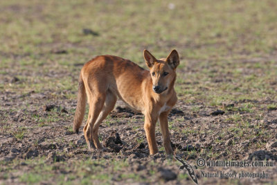 Australian Dingo 2467.jpg