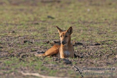 Australian Dingo 2474.jpg