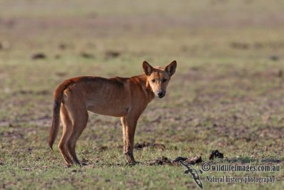 Australian Dingo 2477.jpg