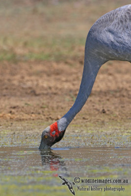 Brolga 2650.jpg