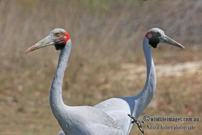 Brolga 2692.jpg