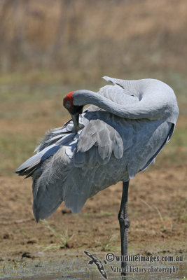 Brolga 2724.jpg