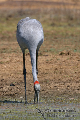 Brolga 2782.jpg