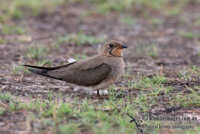 Oriental Pratincole 7747.jpg