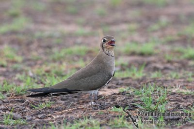 Oriental Pratincole 7760.jpg