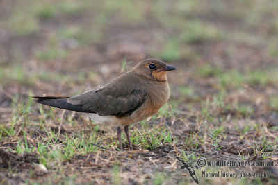 Oriental Pratincole 7782.jpg