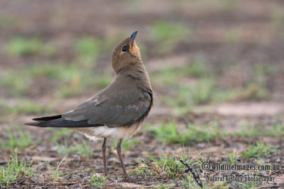 Oriental Pratincole 7796.jpg