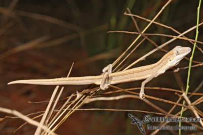 Strophurus taeniatus 2215.jpg