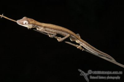 Strophurus taeniatus 2230.jpg