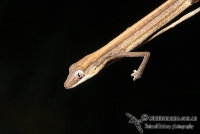 Strophurus taeniatus 2236.jpg