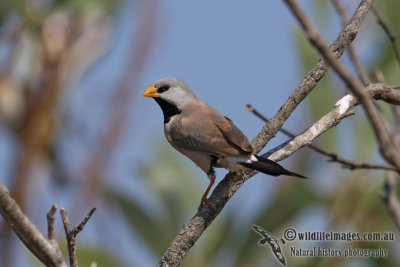 Long-tailed Finch 2615.jpg