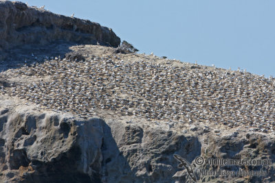 Australasian Gannet 9032.jpg