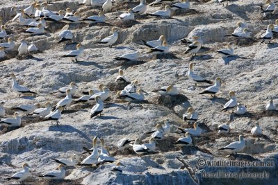 Australasian Gannet 9045.jpg