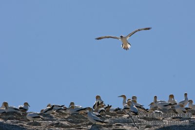 Australasian Gannet 9060.jpg