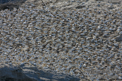 Australasian Gannet 9065.jpg