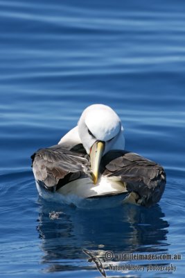 Shy Albatross 8936.jpg