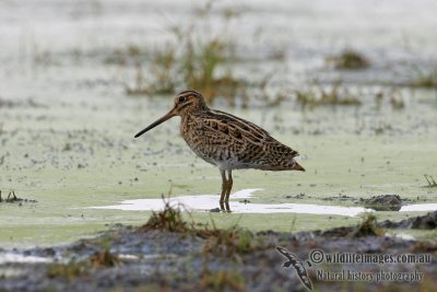 Swinhoe's Snipe 7712.jpg