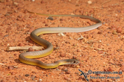 Whipsnake - Demansia angusticeps 2857.jpg