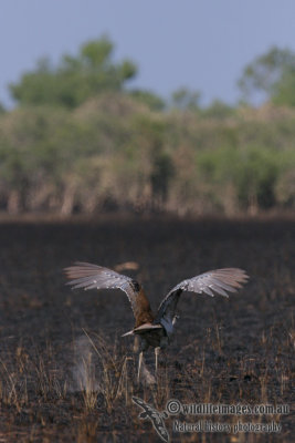 Australian Bustard 1918.jpg