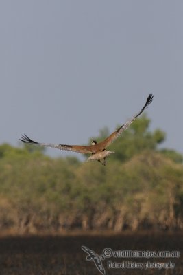 Australian Bustard 1922.jpg