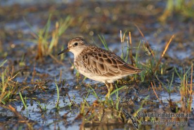 Long-toed Stint 2262.jpg