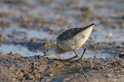 Long-toed Stint 2341.jpg