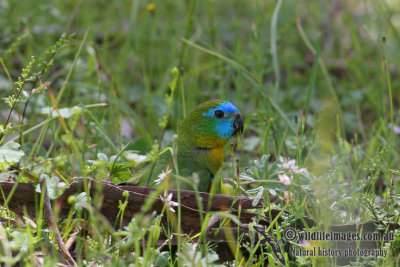 Turquoise Parrot 0769.jpg