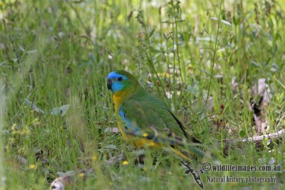 Turquoise Parrot 0791.jpg