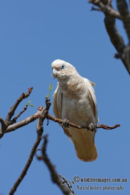 Little Corella 1417.jpg