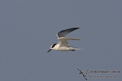 Little Tern 1506.jpg
