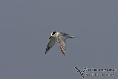 Little Tern 1507.jpg