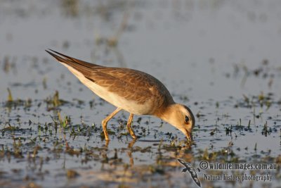 Oriental Plover 2274.jpg