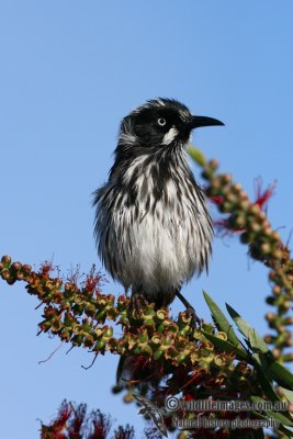 New Holland Honeyeater 8009.jpg
